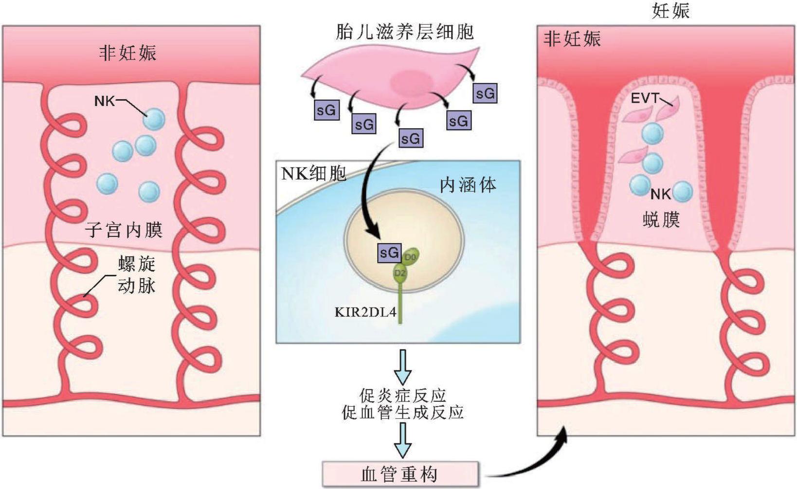 一、自然杀伤细胞